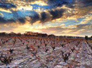 Cold weather makes for a dramatic sunset at the old Saitone Vineyard, Russian River Valley.